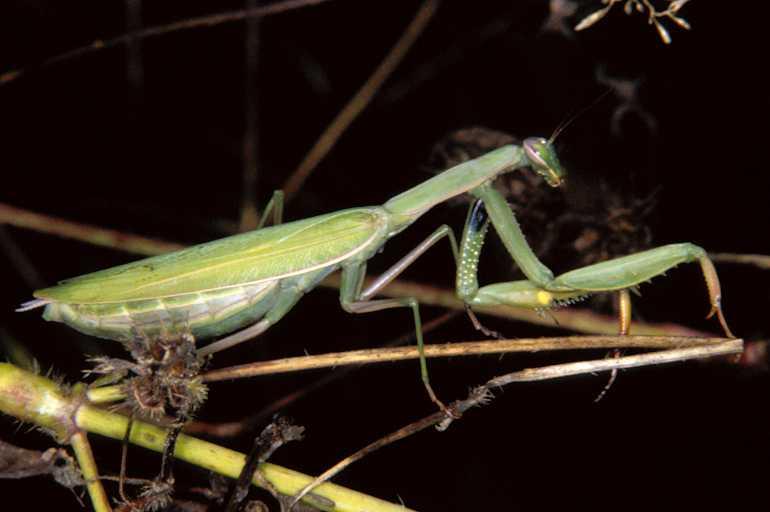 Mantis_religiosa_P1253_Z_82_Les Gris_Frankrijk.jpg